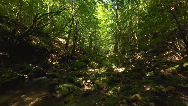 Forest Creek FPV Drone Low Angle Tracking Shot Through Serene Summer Wilderness With Moss Covered Rocks