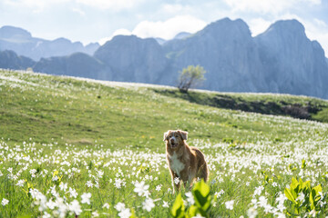 Obraz premium Nova Scotia Duck Tolling Retriever staying in a meadow filled with white wildflowers, with majestic mountains in the background