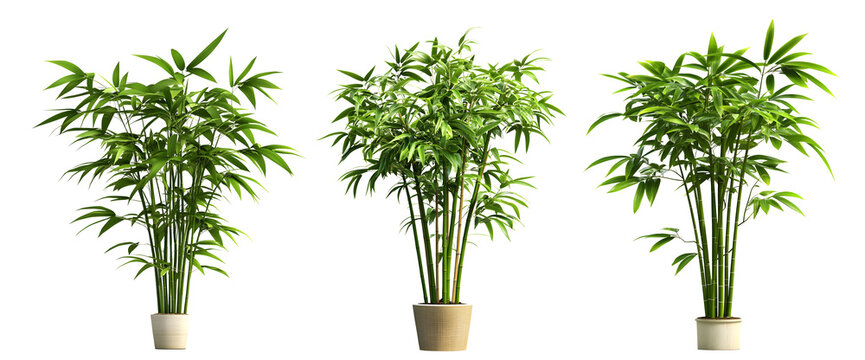 Set of three potted green bamboo trees isolated on a transparent background
