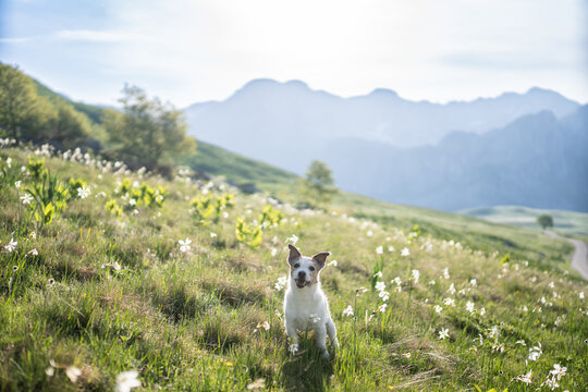 Jack Russell Terrier exploring a beautiful alpine meadow covered with white wildflowers, with mountains rising in the distance
