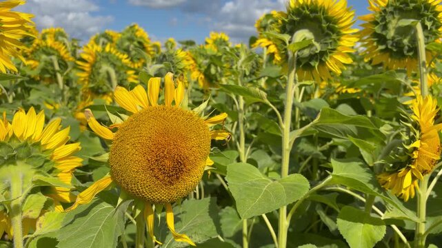 Close-up of a blooming sunflower in a vast field swaying gently in the wind under a blue sky