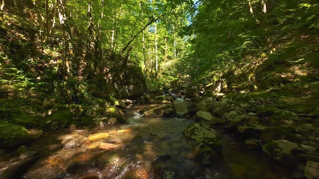 Forest Creek FPV Drone Tracking Shot Through Serene Summer Wilderness With Mossy Boulders and Green Forest Canopy