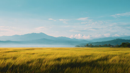 Fototapeta premium Golden Rice Fields with Mountain Landscape Under Clear Blue Sky