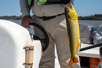 Fisherman holding golden dorado fish with lip grip scale on boat over river water © MatiasLeonel