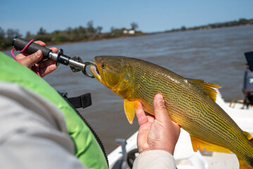 Close-up view of fisherman holding golden dorado fish with lip gripper on boat over river © MatiasLeonel