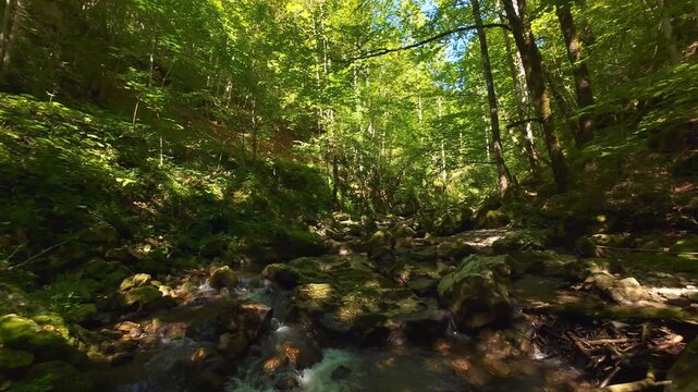 Forest Creek FPV Drone Tracking Shot Through Serene Summer Woodland With Mossy Rocks and Flowing Water