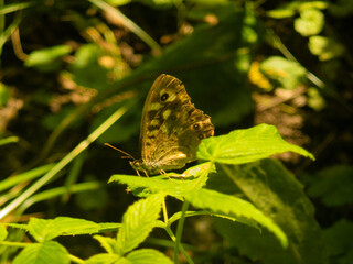Pararge aegeria sitting on a leaf under sunlight. Speckled wood butterfly close-up isolated. © Nazarii