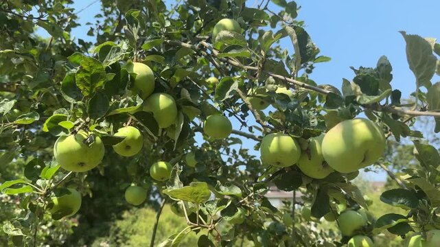 green apple tree