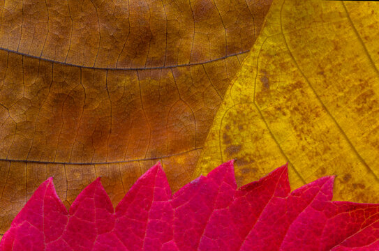 natural autumnal backdrop: close up of three colorful leaves