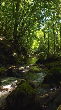 Forest creek flowing over mossy rocks in tranquil green woodland FPV drone forward flight through summer trees