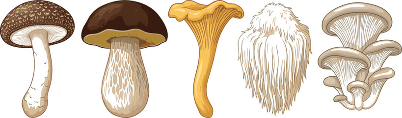 Detailed Edible Mushroom Vector Illustration Set Featuring Shiitake Porcini Chanterelle Lions Mane and Oyster Fungi for Culinary and Organic Food Designs © AdhinChandra