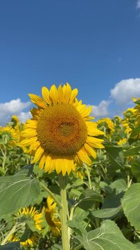 vibrant yellow sunflower in full bloom. Sunflower in a vast field swaying gently in the wind under a blue sky. Vertical video