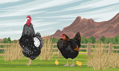 Rooster and hen with little chicks grazing on a green pasture against a mountain landscape vector © AnnstasAg