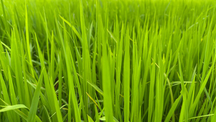 Fototapeta premium View of vibrant green rice seedlings in a paddy field