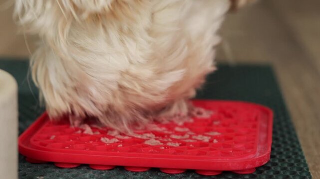 dog eating wet food from red silicone lick mat, close up of white fluffy pet licking minced meat from feeding pad, slow feeder for anxiety relief at home, concept of pet care, dog food brand, animal e