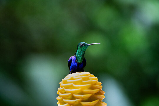 Vibrant Green-crowned Woodnymph hummingbird, Thalurania fannyi, perched on a yellow ginger flower. Stunning iridescent blue and green feathers. Native bird species in the cloud forest of Ecuador, Sout