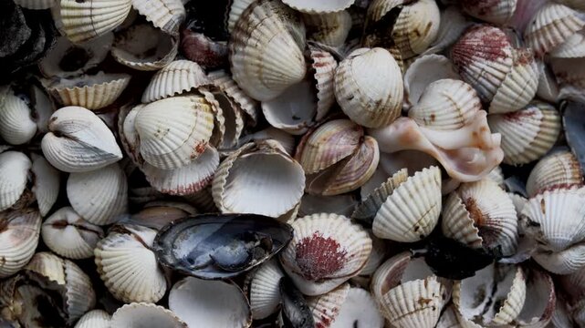 water drops falling on seashells, macro shot of scallop and cockle shells collection filling the frame, wet marine texture background, concept of summer travel, beach vacation, marine biology