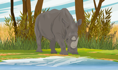 Obraz premium White rhinoceros Ceratotherium simum standing near a river in an african savanna forest landscape vector