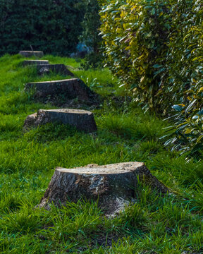 Row of stumps from felled trees among green grass