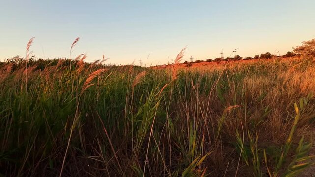 Golden hour sunset over tall reeds in a peaceful field during summer evening