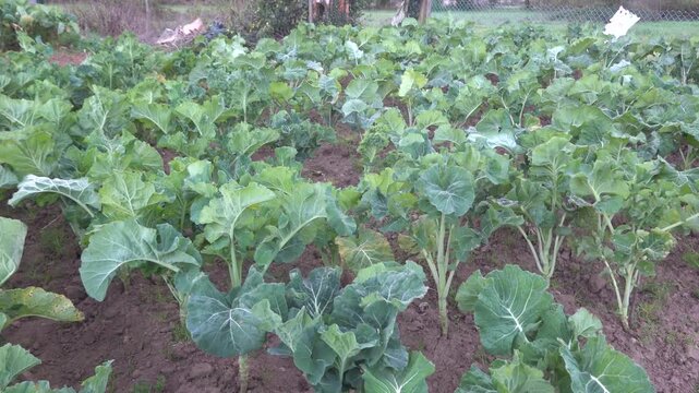 Fresh collard greens growing in neat rows in a large vegetable garden. Sustainable farming concept