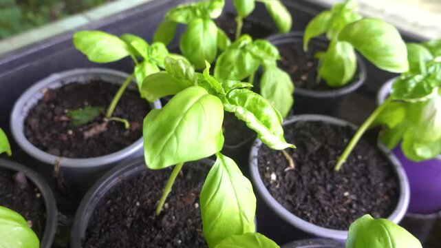 Camera glides smoothly past rows of green basil seedlings, each freshly transplanted into small pots of dark soil at home