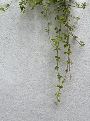 Green vine on white textured wall with copy space © chubillion