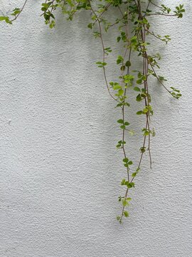 Green vine on white textured wall with copy space