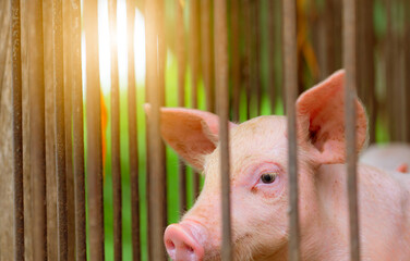 Young piglets inside commercial livestock farm enclosure. Modern pig farming, animal husbandry, pork production, veterinary management, biosecurity practices and sustainable agriculture. Pork industry © Fahroni