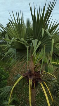 Tall palm tree with large fan-shaped leaves and a unique bird's nest in a tropical landscape with