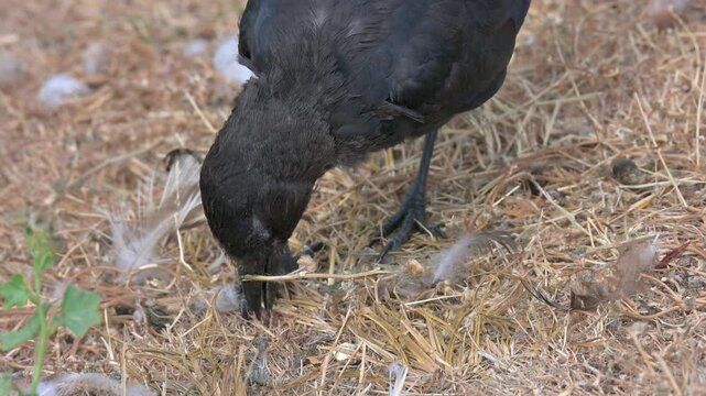 Jackdaw (Corvus monedula) juvenile in closeup removing and eating seeds from a twig. July, Kent, UK. [Half speed]