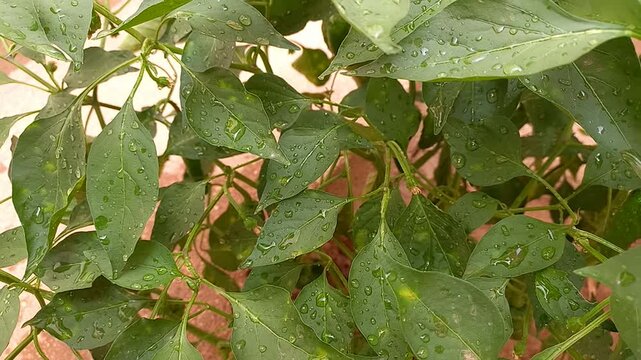 Water droplets on green pepper plant leaves in garden