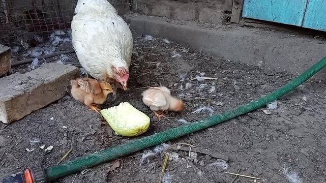 In the village there is a domestic hen with her chicks.