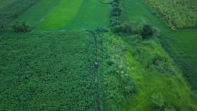 Aerial drone view of a farmer walking through lush green agricultural fields a person tending
