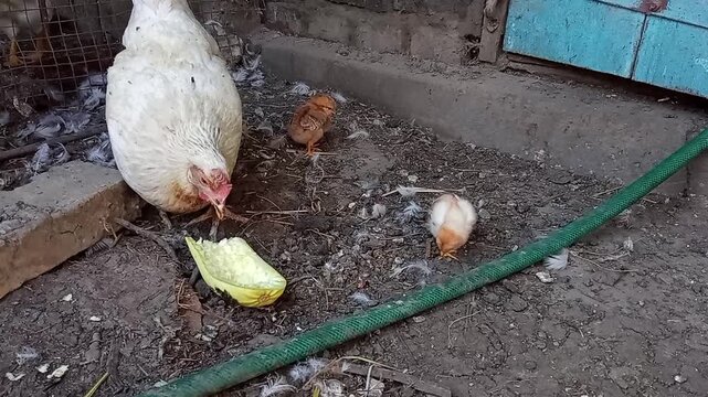 In the village there is a domestic hen with her chicks.