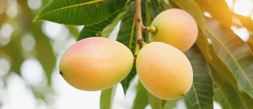 Ripe mango hanging on tree branch. Tropical fruit harvest in orchard. Organic farming and agriculture development. Healthy food diet and nutrition concept for summer season produce.