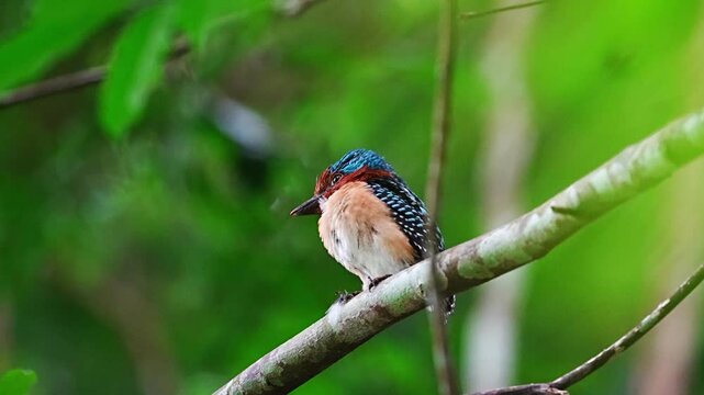 Banded kingfisher chick waiting for food from parents.
A fluffy banded kingfisher chick perched on a branch, chirping and waiting for its parents to feed it in the tropical forest.