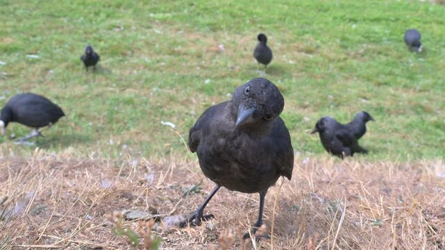 Jackdaw (Corvus monedula) juvenile in closeup looking for food in a public park. July, Kent, UK. [Half speed]
