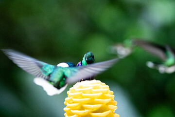 High-speed action shot of three violet-bellied hummingbirds hovering and fighting for nectar around a bright yellow calathea flower in the lush tropical rainforest. Violet bellied hummingbird, Ecuador © Veronika