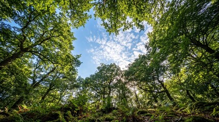 Fototapeta premium trees in the forest