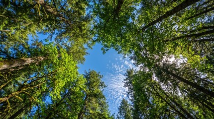Fototapeta premium pine tree branches against blue sky