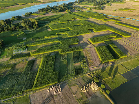 Aerial view of lush green agricultural fields and riverbanks with scattered haystacks and long shadows in the rural landscape of Kushtia, Khulna Division, Bangladesh.