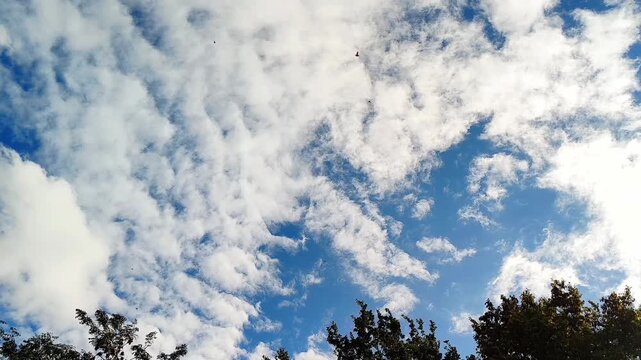 Blue sky with drifting white clouds, flying winged seeds carried by the wind, and tree tops along the bottom of the frame. Natural summer weather background  