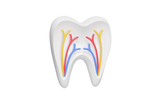 Tooth anatomy 3d icon. Dental structure with pulp, nerves and blood vessels for oral healthcare and endodontic concept. Isolated 3D object.
