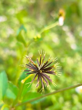 Detailed macro photograph of dried beggarticks seed head displaying radial structure against soft natural green bokeh background.