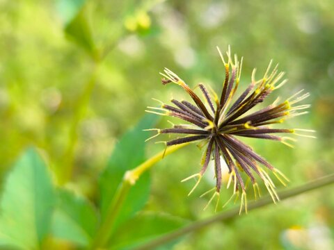 Detailed macro photograph of dried beggarticks seed head displaying radial structure against soft natural green bokeh background.
