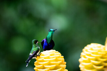 High-speed action shot of three violet-bellied hummingbirds hovering and fighting for nectar around a bright yellow calathea flower in the lush tropical rainforest. Violet bellied hummingbird. Ecuador © Veronika
