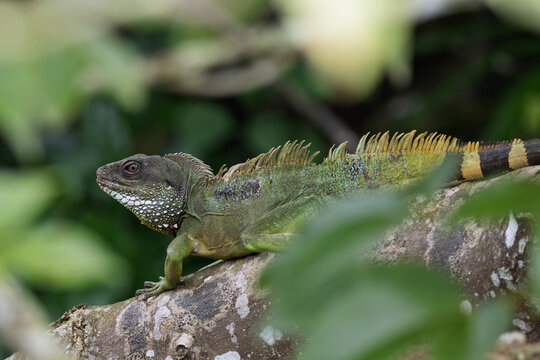 Chinese water dragon or Thai water dragon in Khao Yai.

A vibrant green Chinese water dragon perched closely on a tree branch in the lush rainforest of Khao Yai national park, Thailand.
