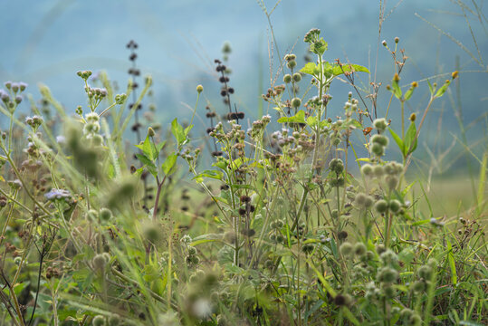Billygoat weed (Ageratum conyzoides) growing naturally in a tropical environment with green foliage