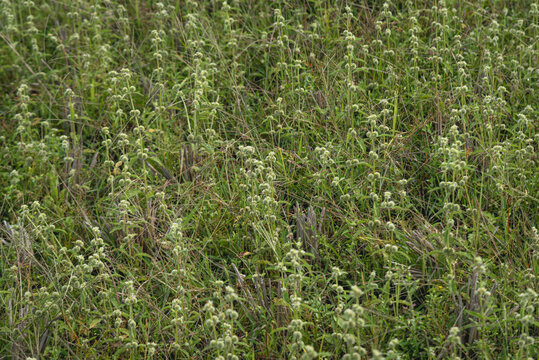 Billygoat weed (Ageratum conyzoides) growing naturally in a tropical environment with green foliage